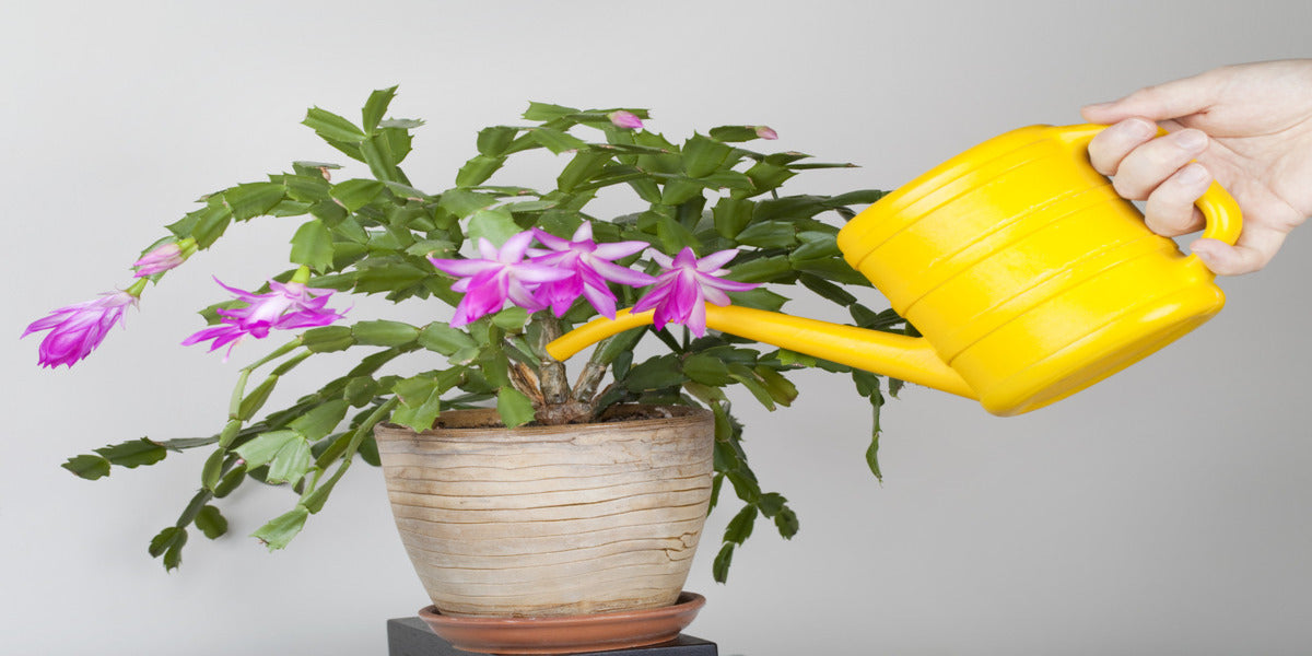 watering cactus