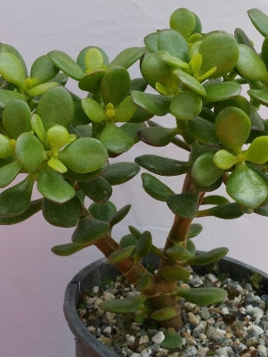 What Succulents are and What Makes Them Unique