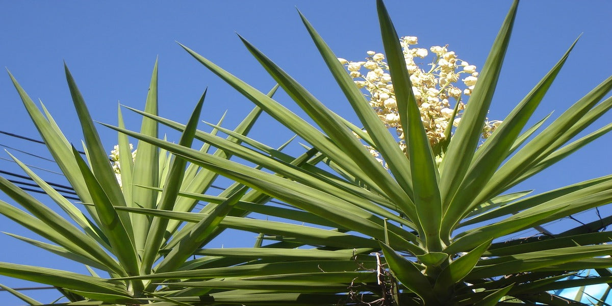 Yucca Plant