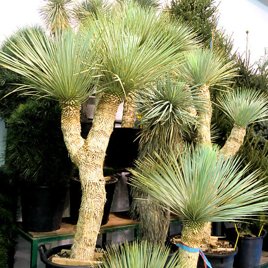 how much space to leave between each beaked yucca plant