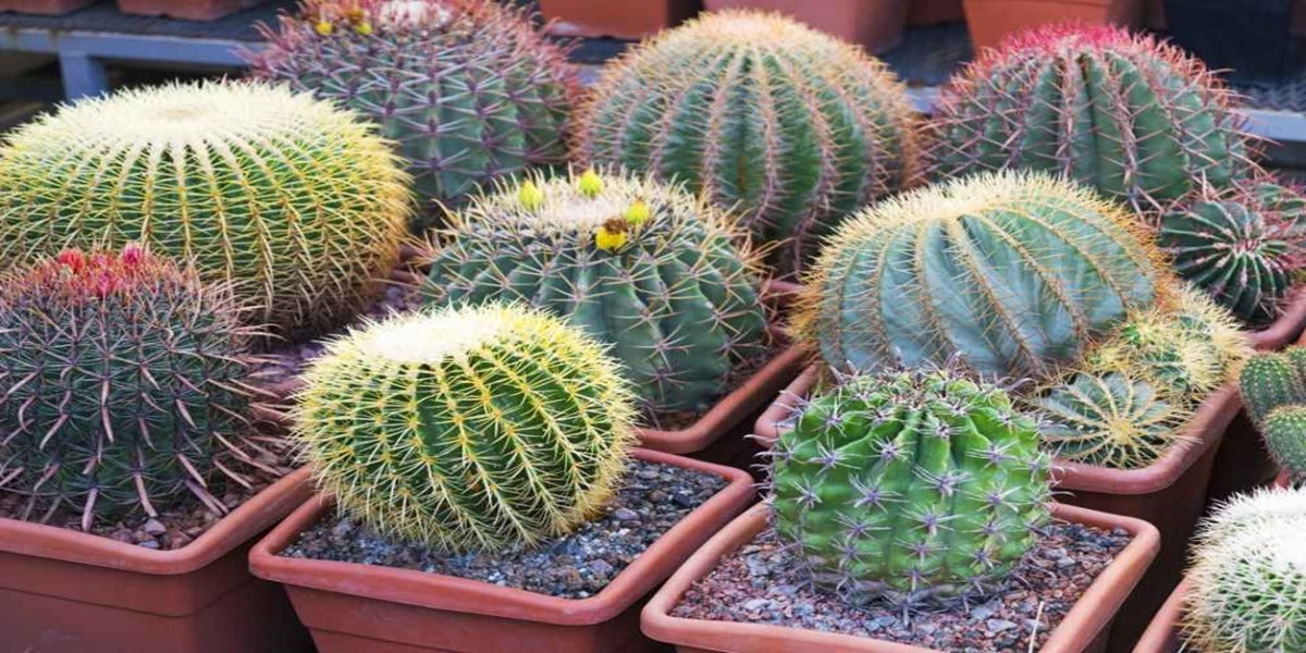 Barrel Cactus