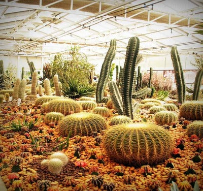 Barrel cactus