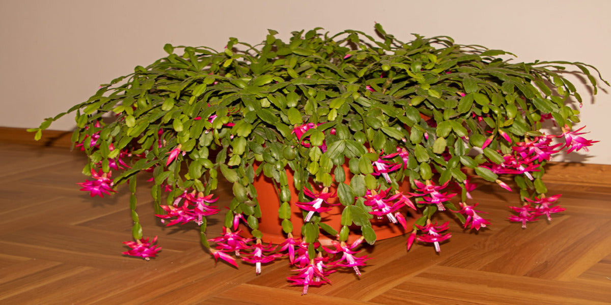Christmas, Easter and Thanksgiving Cactus Optimal Soil & Fertilizers