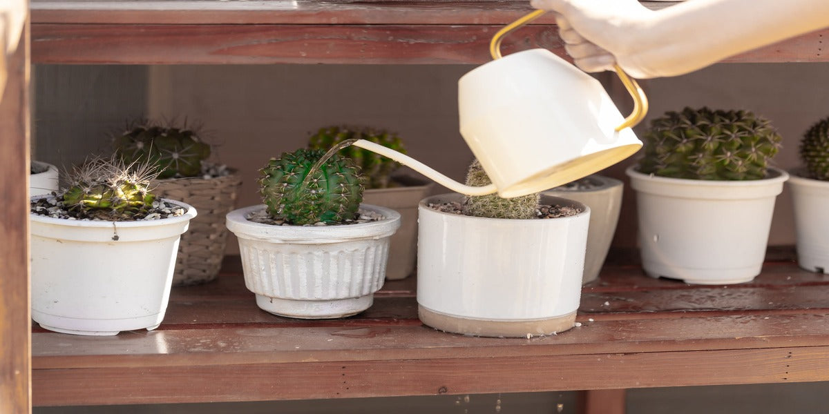 watering cactus