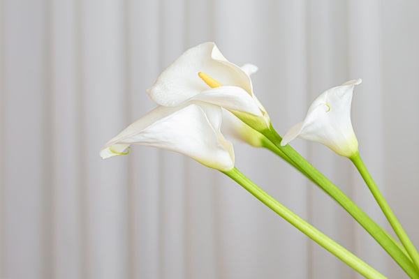 calla-lily-plant-flowers-white-fabric-background