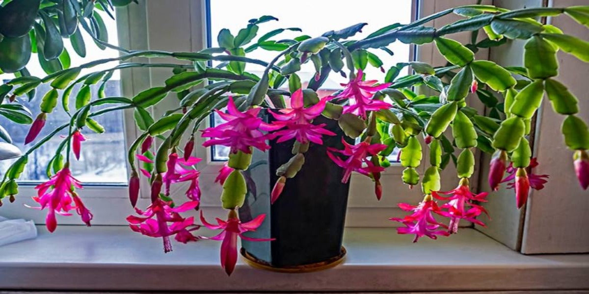 Christmas Cactus