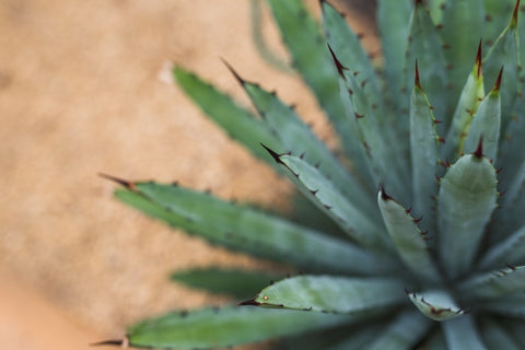 close-up-agave-asparagaceae-cactus-foliage-tropical-garden