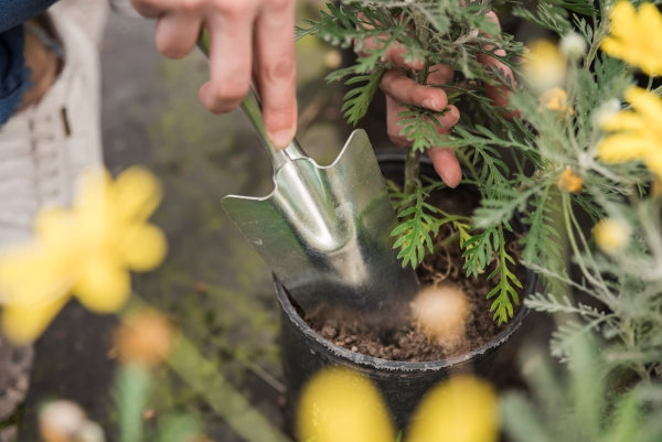 close-up-woman-s-hand-using-hand-shovel-while-planting-plant-pot