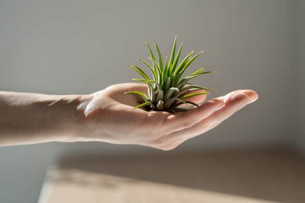 closeup-woman-holding-her-hand-air-plant-tillandsia-home-indoor-gardening-hobby