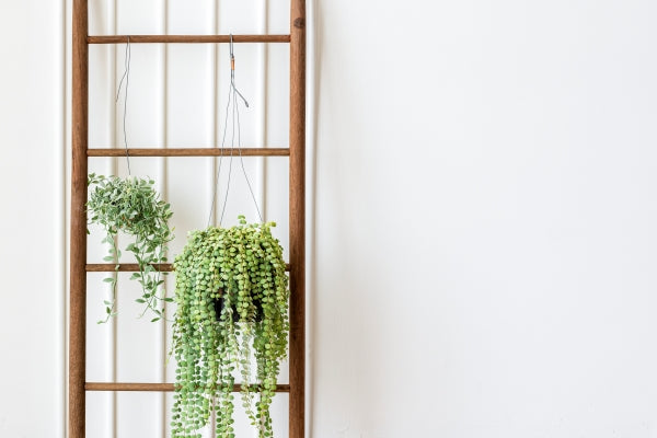 dischidia-oiantha-white-diamond-plants-hanging-wooden-ladder