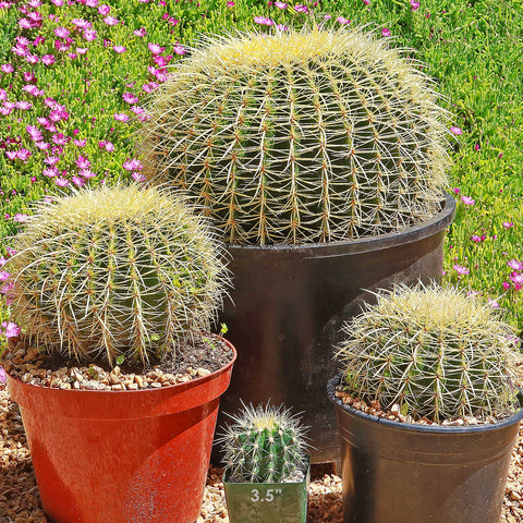 Best Cactus Plants, Premium Quality