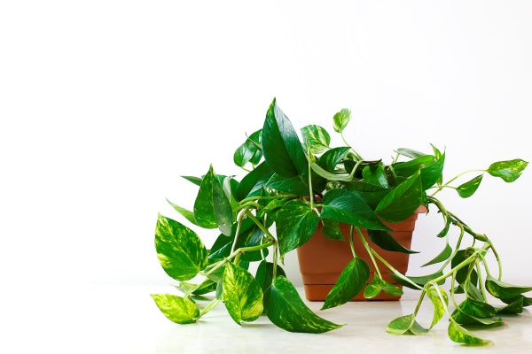 golden-pothos-epipremnum-aureum-white-table-living-room-home-garden