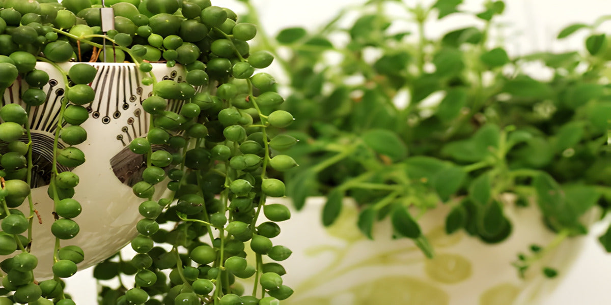 String of Pearls 'Senecio rowleyanus' - Everything You Need to