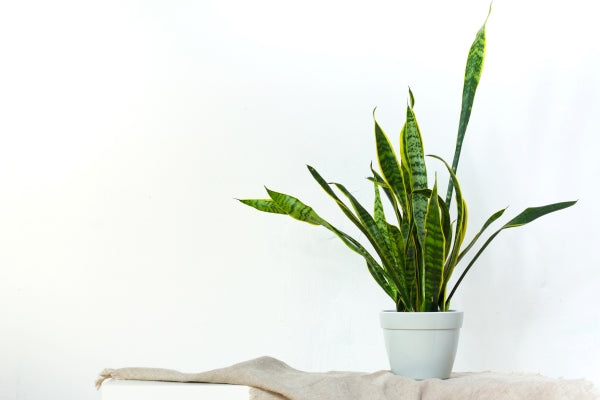 large-sansevieria-plant-light-gray-pot-stands-natural-fabric-white-console-opposite-white-textural-wall