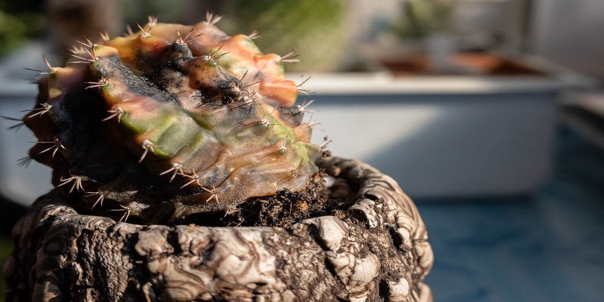 watering cactus