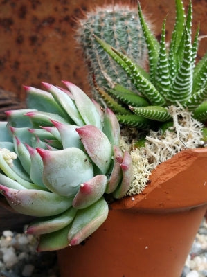 pot-with-Succulent 