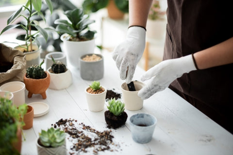professional-plant-nursery-worker-repotting-plant
