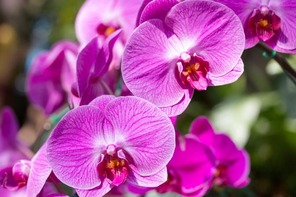 purple-phalaenopsis-orchid-flower