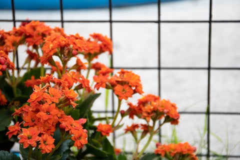 selective-focus-orange-kalanchoe-blossfeldiana-poelln-flowers