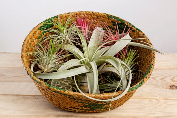 set-tilandsia-ionantha-xerographica-airplants-wicker-basket-wooden-table