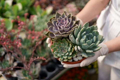 side-view-woman-hands-wearing-rubber-gloves-white-clothes-holding-succulents-cactus-pots-with-other-green-plants