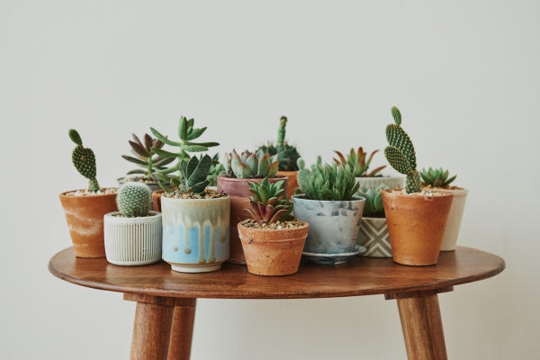 small-succulents-cacti-retro-table