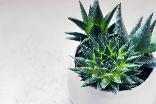 succulent-haworthia-fasciata-aloe-vera-pot-white-marble