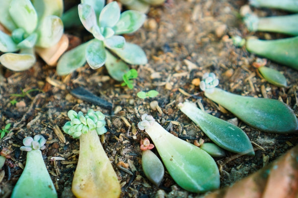 succulent-leaf-propagation-gardening-home-planting-plant-leaves