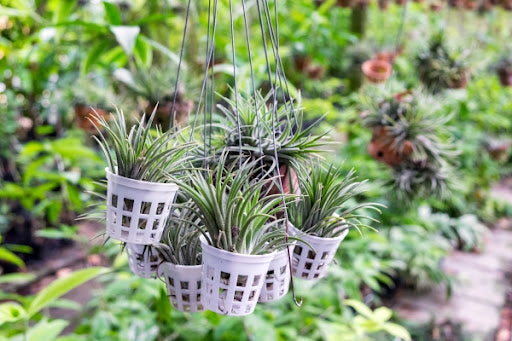 air-plants-hanging-baskets