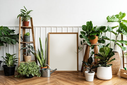 green-plants-white-room