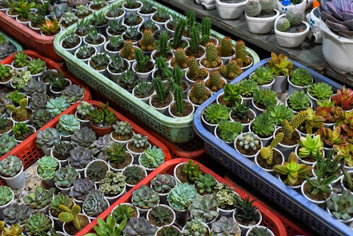 succulent-cacti-plants