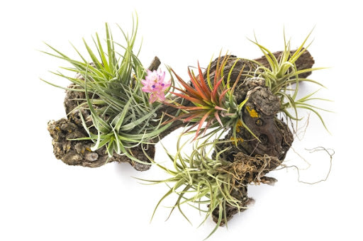 air-plants