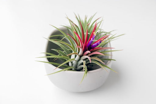 air-plant-pink-green