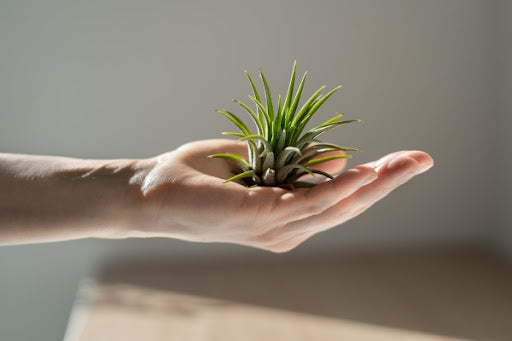 air-plants