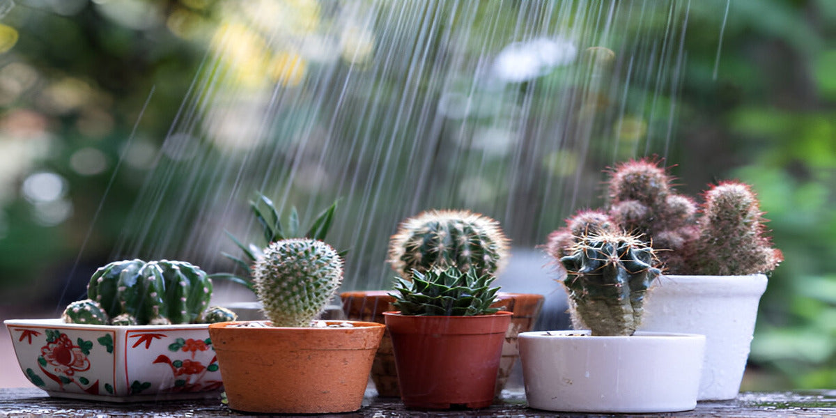 watering cactus