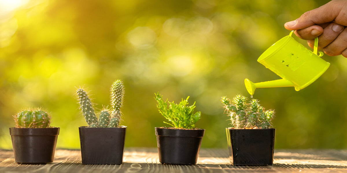 watering cactus