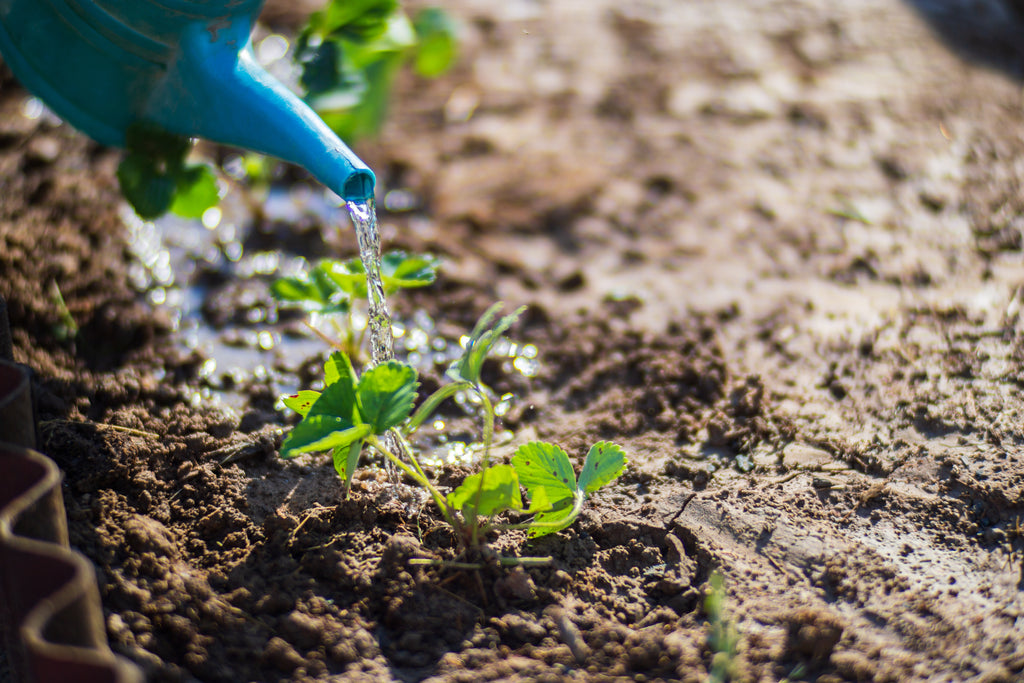 watering-vegetable-plants-plantation-summer-heat-with-watering-can-gardening-concept-agriculture-plants-growing-bed-row