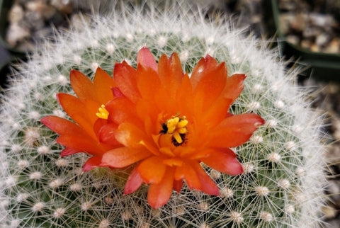 cactus with flower