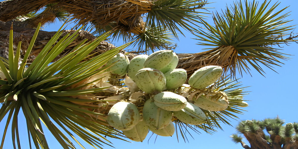 Yucca Fruits