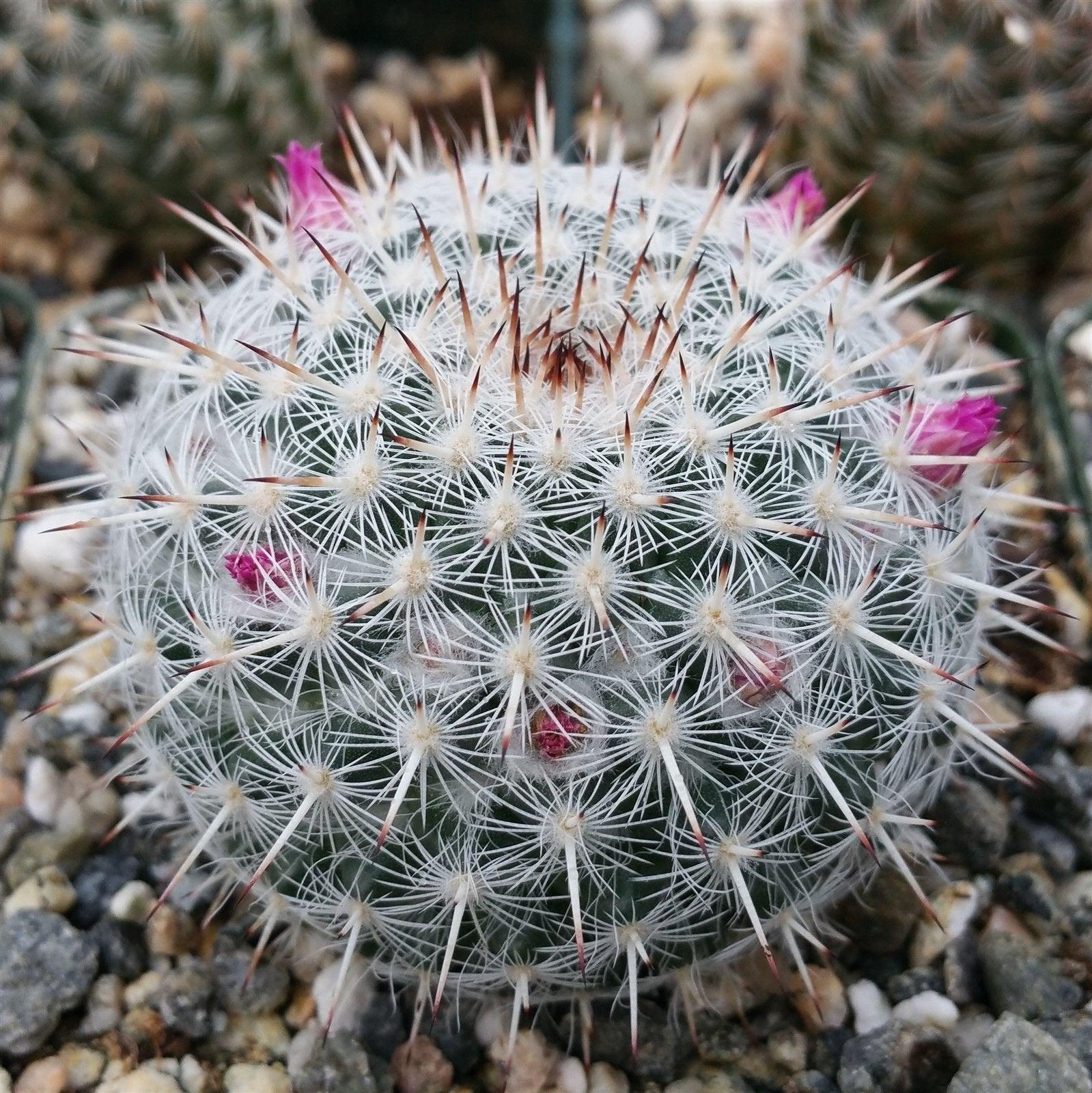 Mammillaria Albata Planet Desert