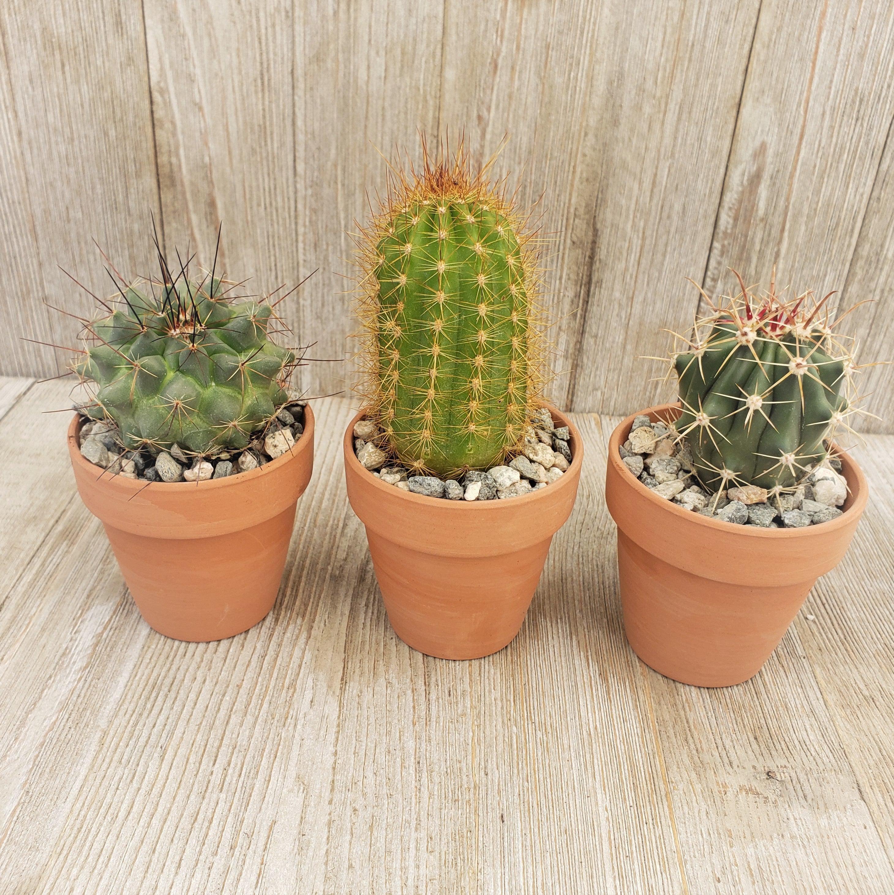 3 2 5 inch cactus  in terracotta pots  Planet Desert