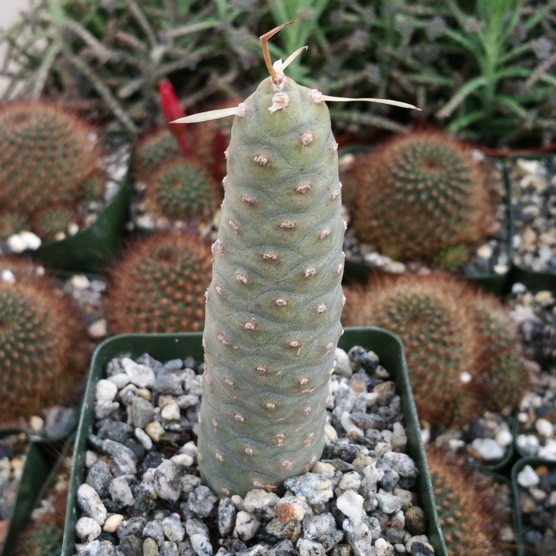 Тефрокактус. Кактус Tephrocactus articulatus. Тефрокактус яйцевидная. Tephrocactus articulatus Pot. Тефрокактус фото.