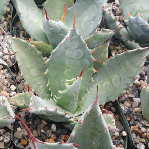 Buy Live Succulents | Unique, Rare and Exotic Succulents ...