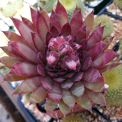 Buy Sempervivum Ruby Heart Succulent Plant | Planet Desert