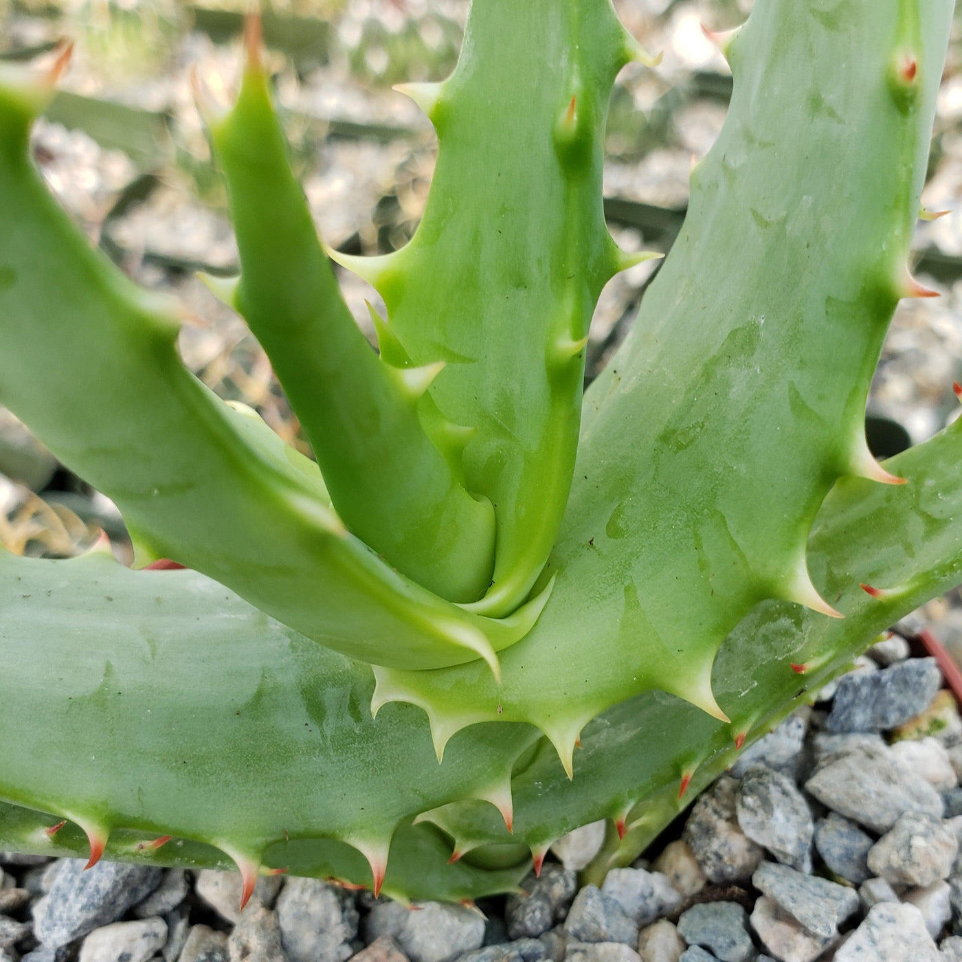 Beautiful Tree Like Aloe Africana Uitenhage Aloe Planet Desert 6068