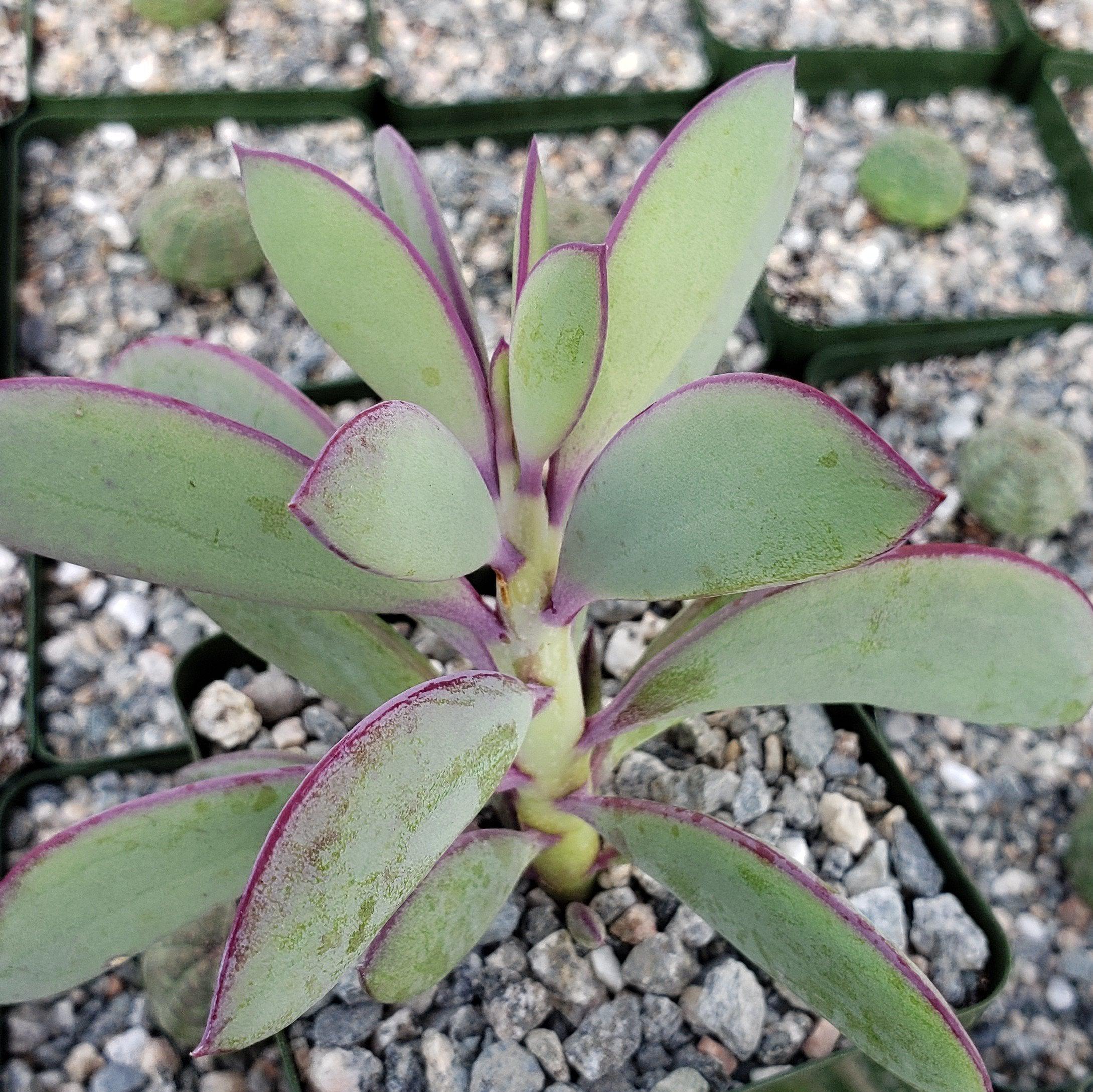 Senecio crassissimus | Planet Desert