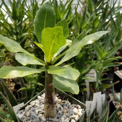 Brighamia insignis – Planet Desert