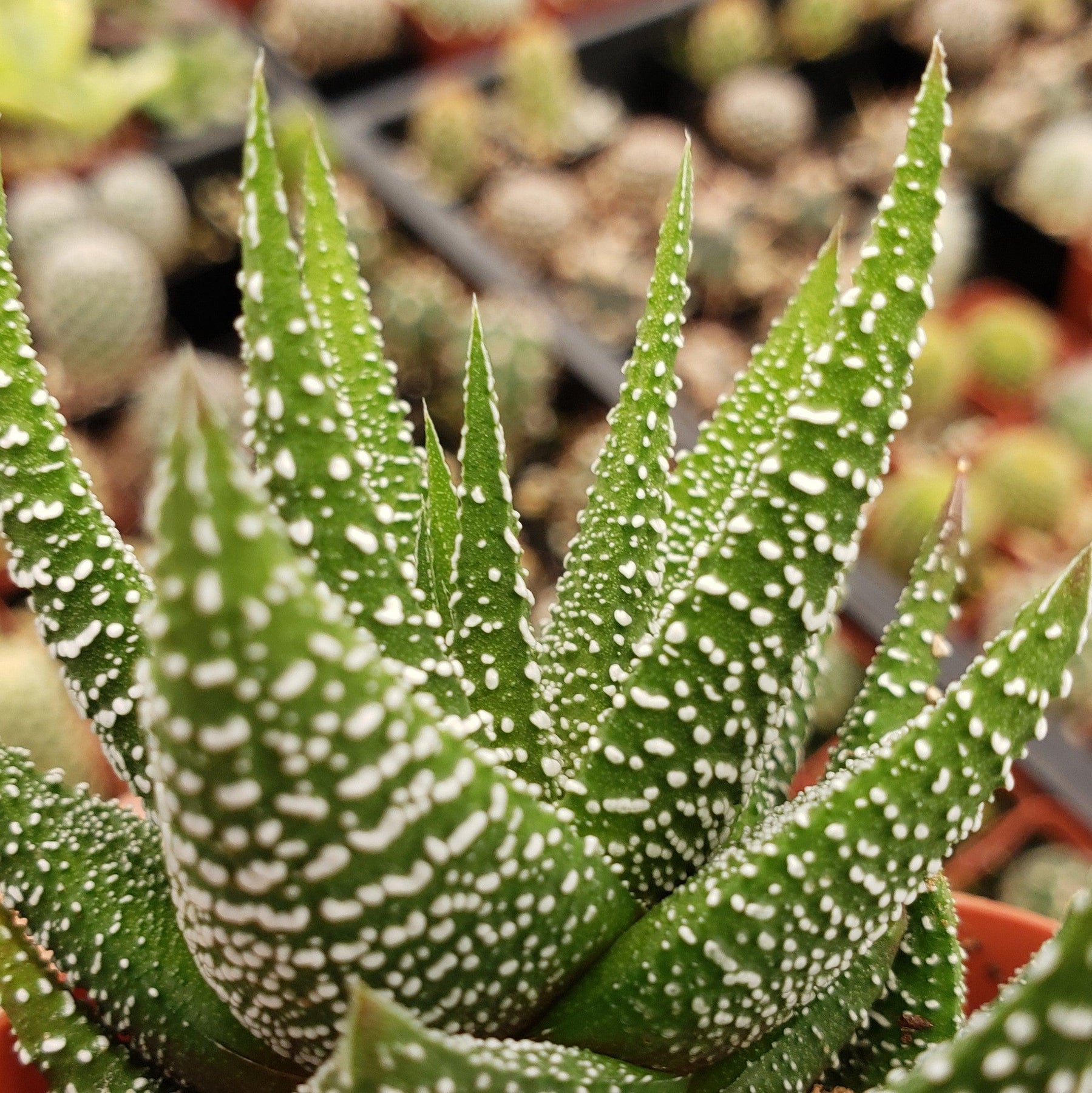 haworthia concolor