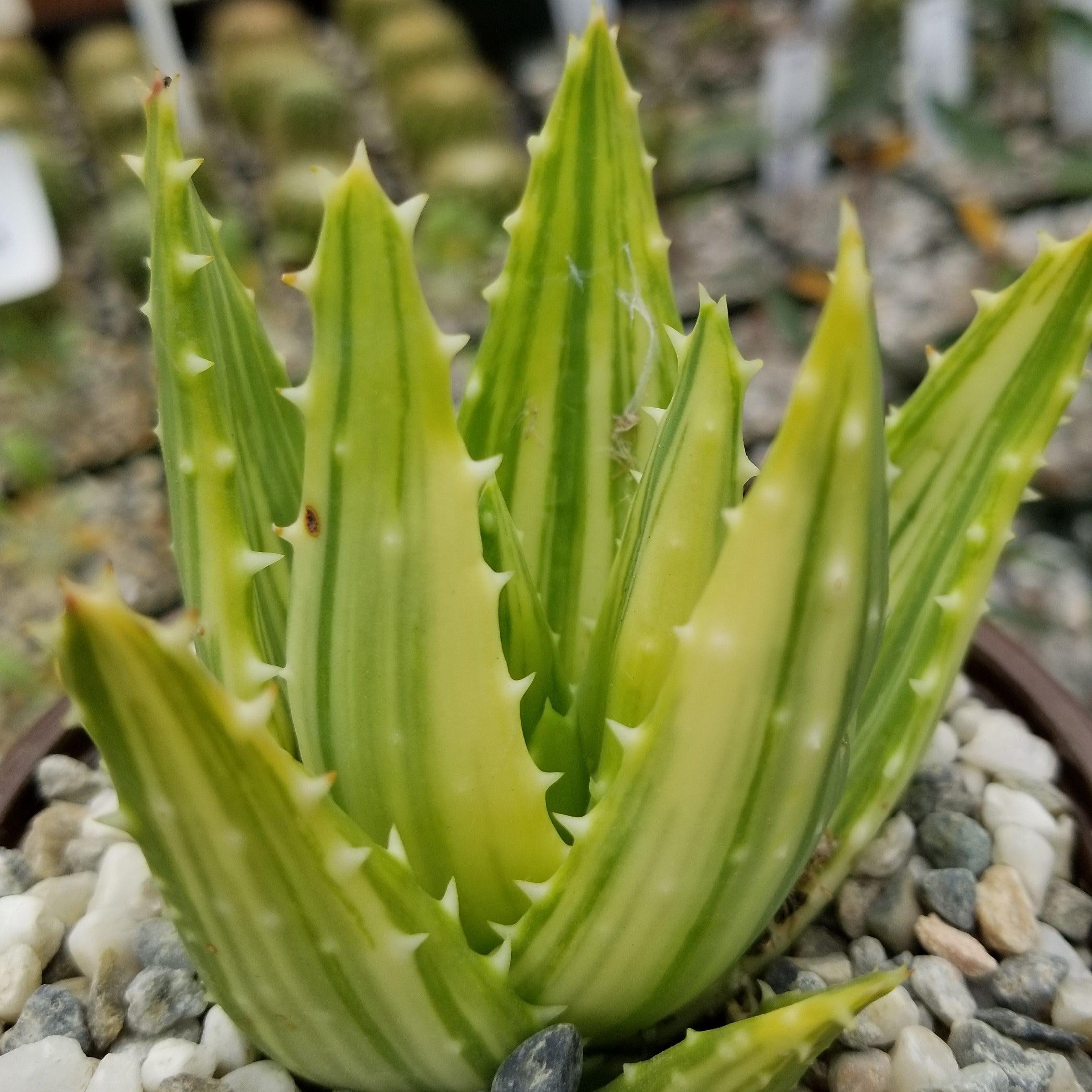 Aloe Nobilis Variegata Planet Desert 6027