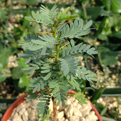 Acacia erioloba